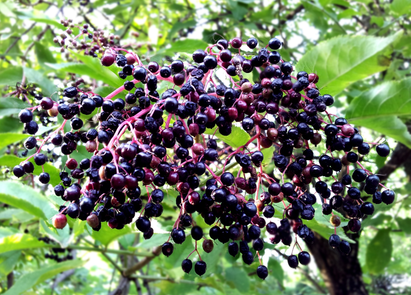 Elevate Your Health: Alkaline Healing Essentials Kit - To Boost Your Immune System, Improve low Iron/Anemia Fighter; To Detox and Correct Mineral deficiencies.